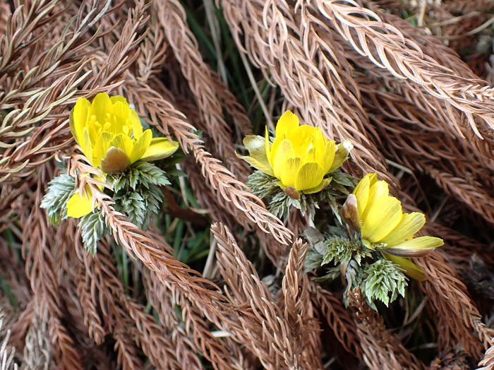 photoフクジュソウ