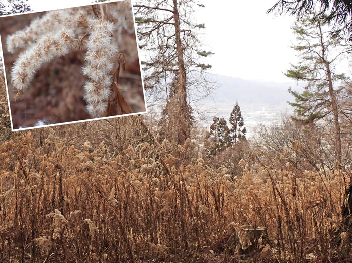 photo13枯れたセイタカアワダチソウ