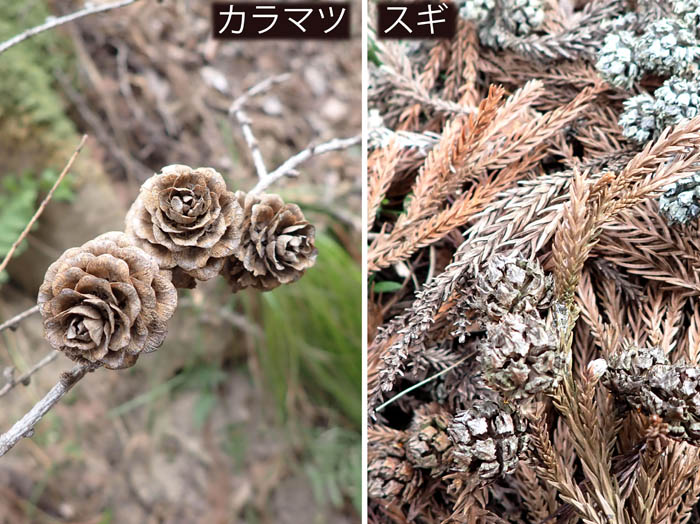 photo14落果（カラマツとスギ）