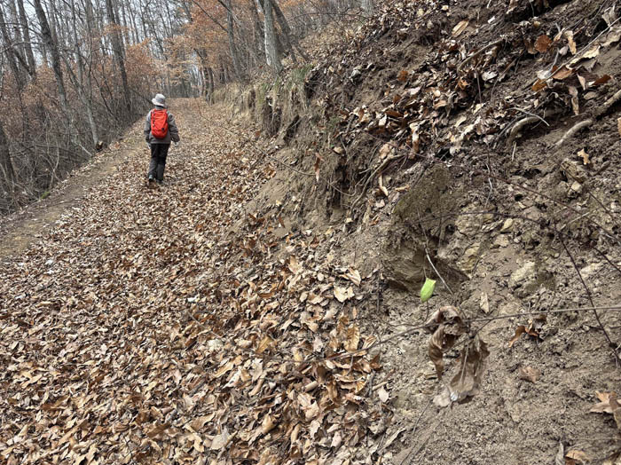 photo15ヤマコウバシの森とウスタビガの繭