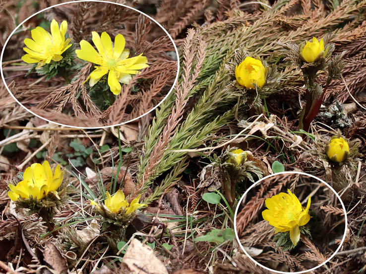 photo16野性の趣があるフクジュソウ