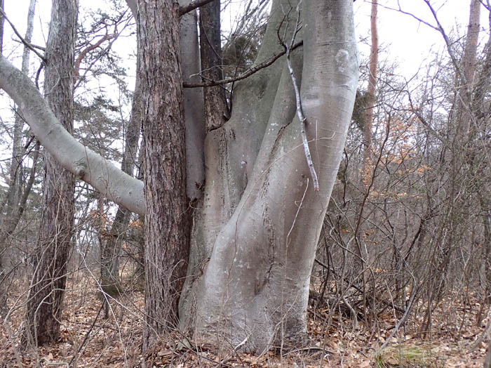 photo2抱き合う巨木