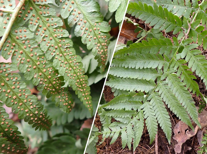 photo3オオイタチシバだろうか