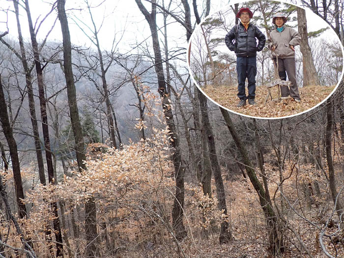 photo6山頂下はヤマコウバシの林