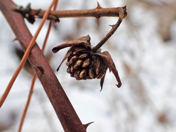 photoモミジイチゴ