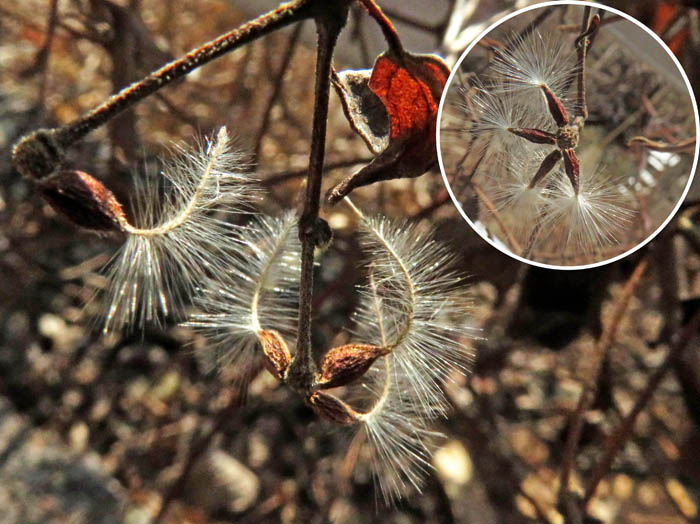 photoボタンヅル