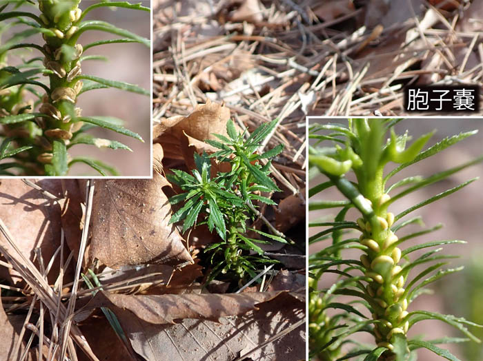 photo13トウゲシバ