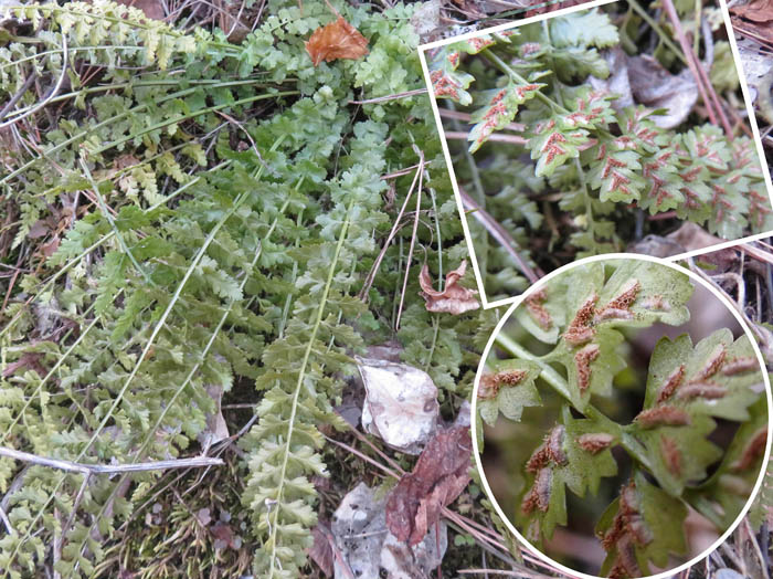 photo14コバノヒノキシダかな