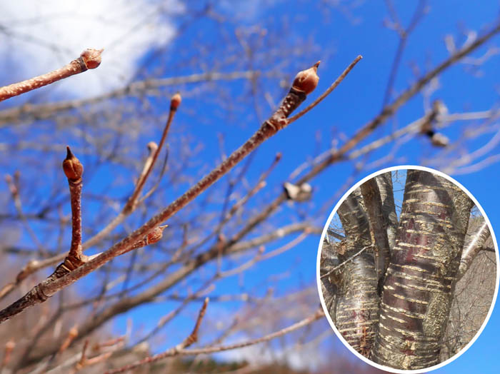 photoオオヤマザクラ