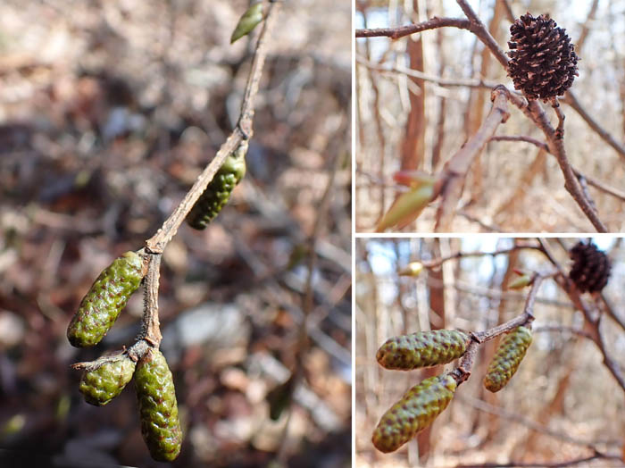 photoハンノキか