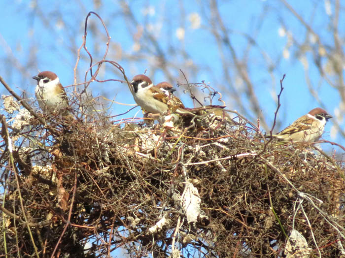 photoスズメたち