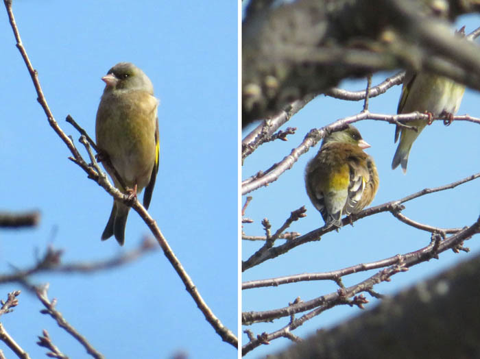 photoカワラヒワ