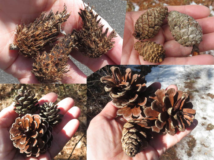 photo8松ぼっくり様々