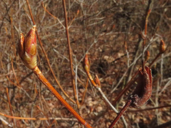 photoミツバツツジ