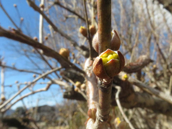 photoサンシュユ