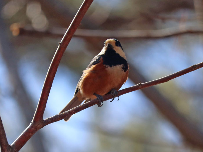 photoヤマガラ