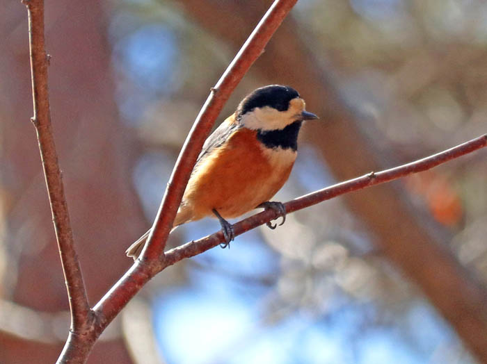 photoヤマガラ