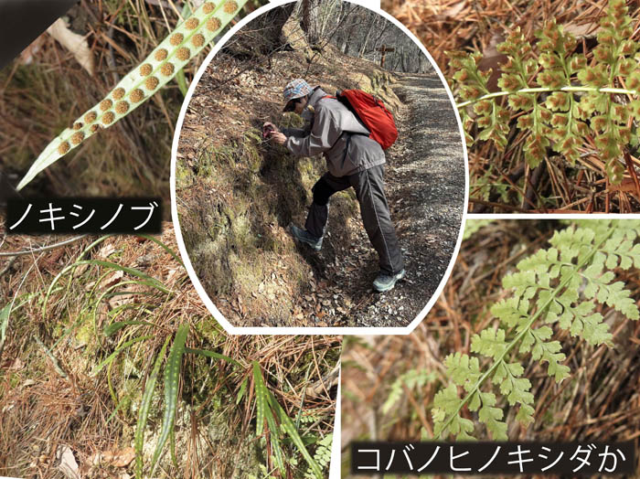 photo15シダの仲間もたくさんある,ノキシノブ,コバノヒノキシダか