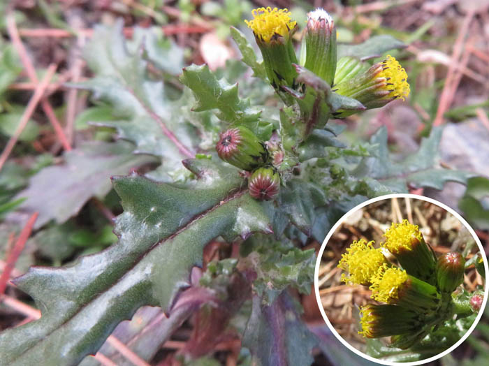 photo16ノボロギク（キク科、有毒）