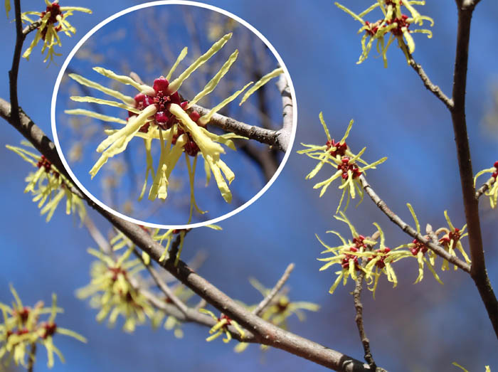 photo5マンサク（マンサク科）