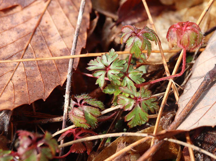 photo赤い新芽（何かな）1