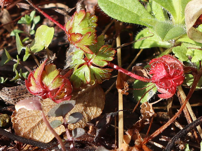 photo1赤い新芽（何かな）1