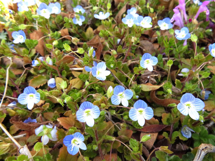 photoオオイヌノフグリ（オオバコ科）