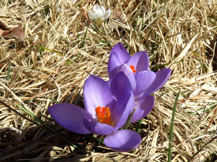 photoクロッカス