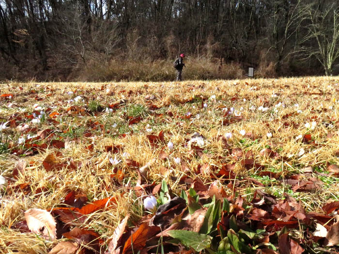 photo5クロッカスが咲き出した