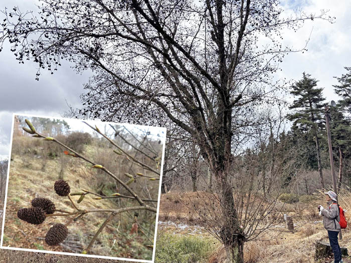 photo6大きな木ハンノキかな