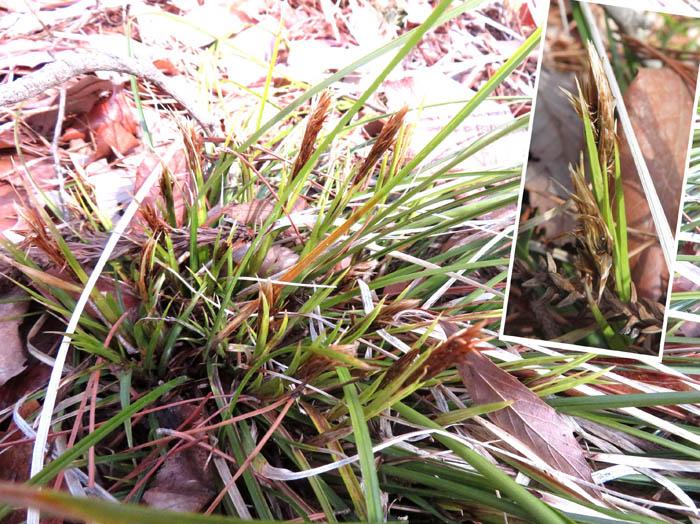 photo1カンスゲ（カヤツリグサ科）の花芽