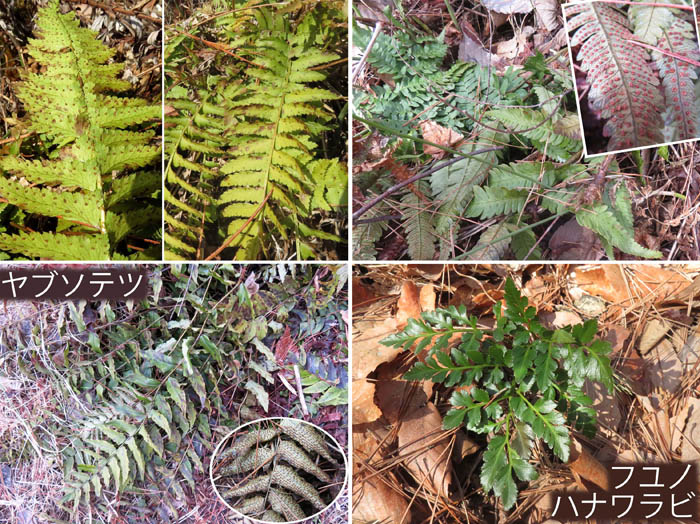 photo3シダ,フユノハナワラビ,ヤブソテツ他