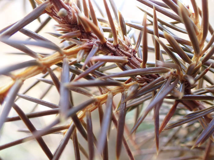 photoネズミサシ（ヒノキ科）