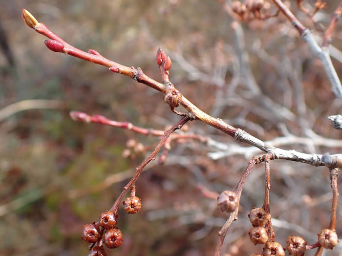 photoネジキ（ツツジ科）