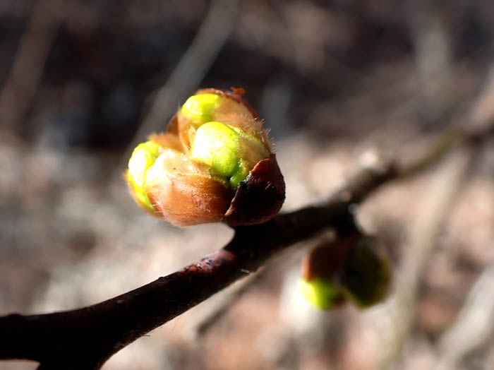 photoダンコウバイ（クスノキ科）