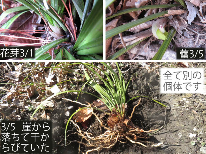 photo9もうすぐ咲くシュンラン（ラン科）