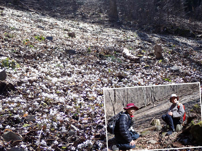 photo1セツブンソウ大群生
