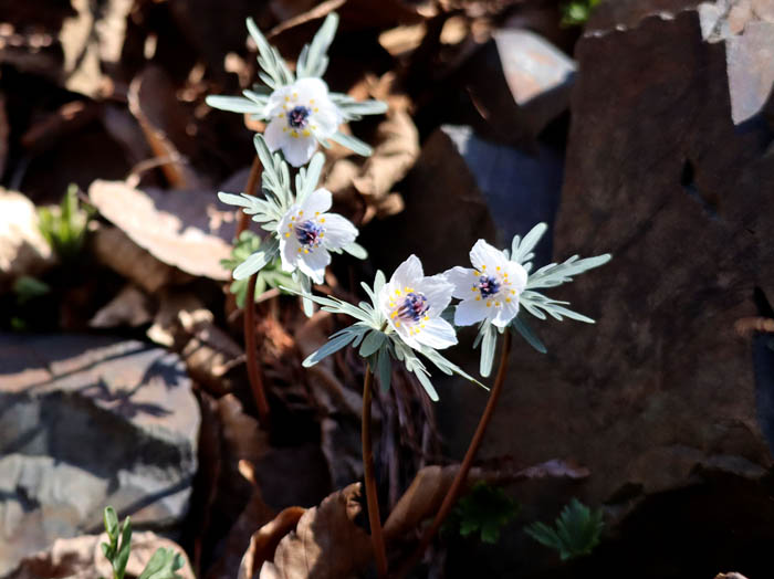 photoセツブンソウ