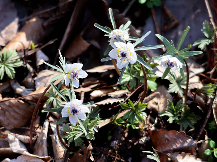 photoセツブンソウ