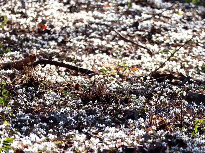 photoセツブンソウ