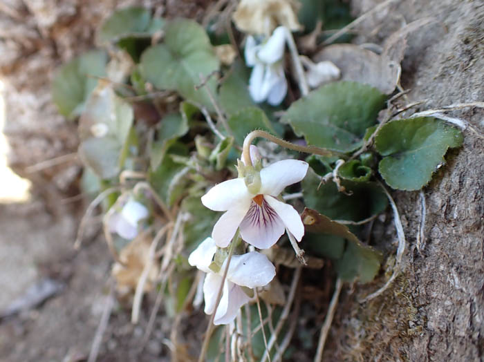 photoスミレの仲間