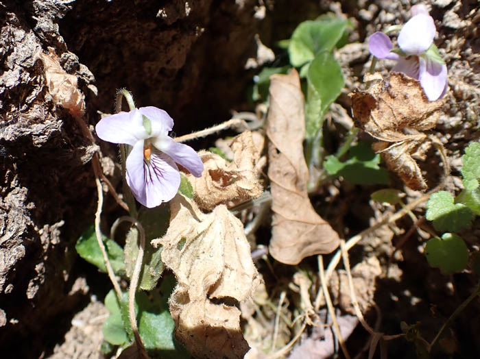 photoスミレの仲間