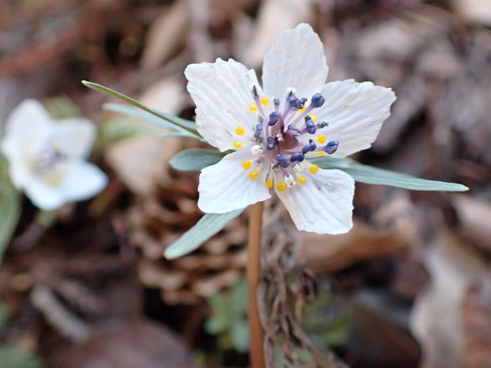 photoセツブンソウ