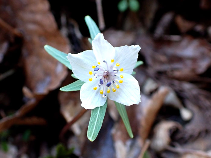 photoセツブンソウ