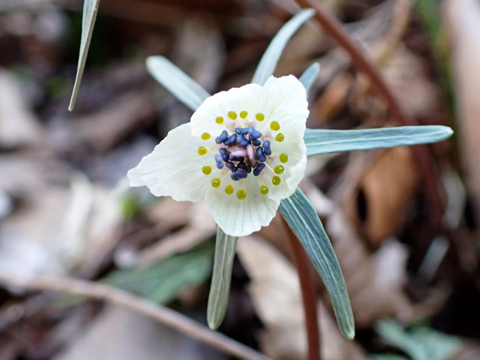 photoセツブンソウ