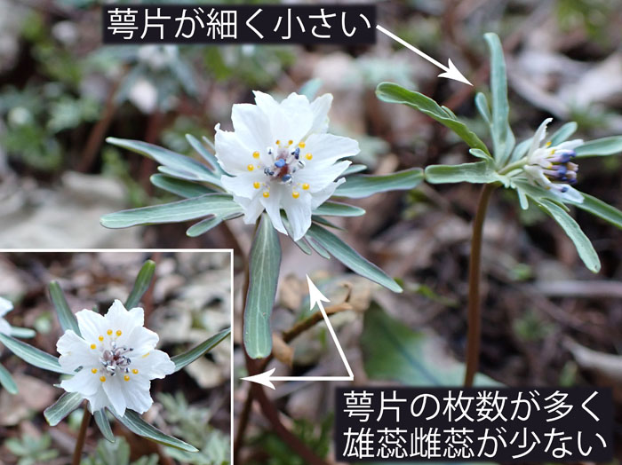 photoセツブンソウ八重咲