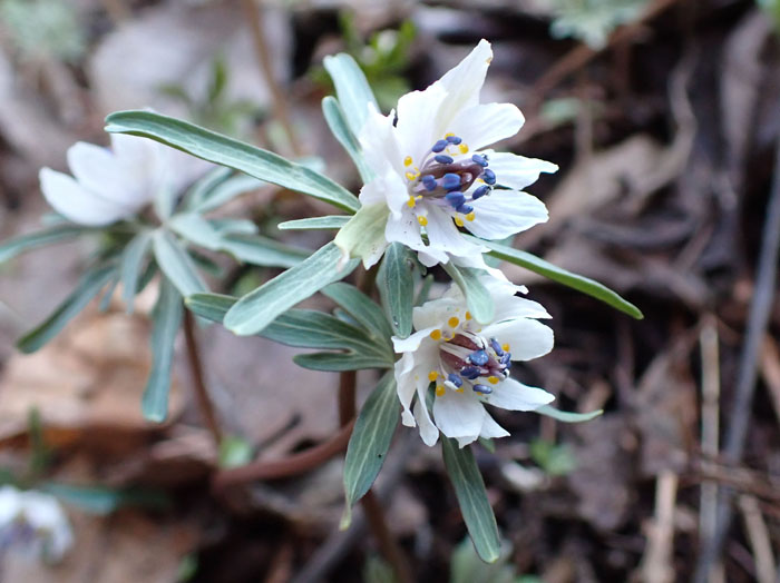 photoセツブンソウ八重咲