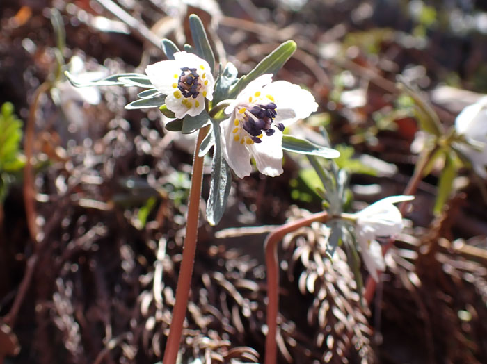 photoセツブンソウふたご咲き
