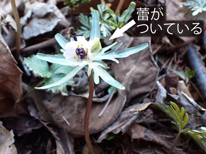 photoセツブンソウふたご咲き