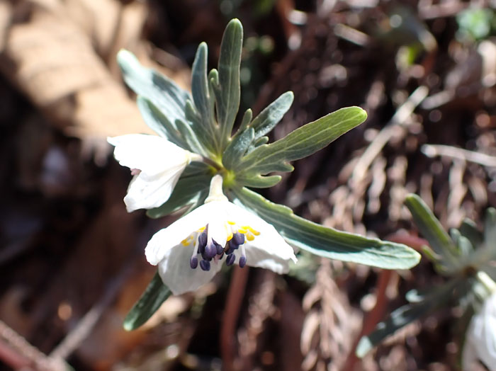 photoセツブンソウふたご咲き